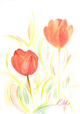 tulipani2